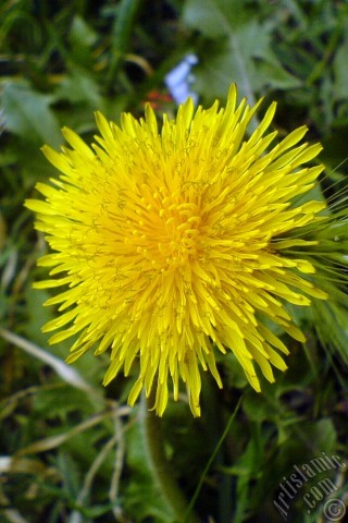 A mobile wallpaper and MMS picture for Apple iPhone 7s, 6s, 5s, 4s, Plus, iPods, iPads, New iPads, Samsung Galaxy S Series and Notes, Sony Ericsson Xperia, LG Mobile Phones, Tablets and Devices: A yellow color flower from Asteraceae Family similar to yellow daisy.
