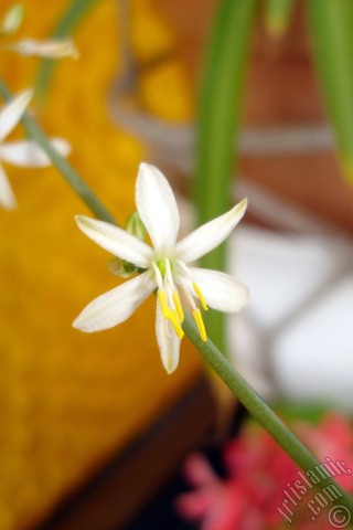 A mobile wallpaper and MMS picture for Apple iPhone 7s, 6s, 5s, 4s, Plus, iPods, iPads, New iPads, Samsung Galaxy S Series and Notes, Sony Ericsson Xperia, LG Mobile Phones, Tablets and Devices: A plant with tiny white flowers looks like mini lilies.
