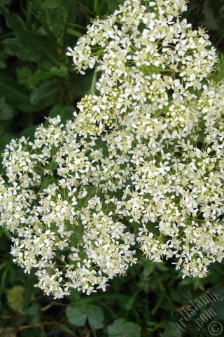 A mobile wallpaper and MMS picture for Apple iPhone 7s, 6s, 5s, 4s, Plus, iPods, iPads, New iPads, Samsung Galaxy S Series and Notes, Sony Ericsson Xperia, LG Mobile Phones, Tablets and Devices: A plant with tiny white flowers.
