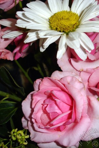 A mobile wallpaper and MMS picture for Apple iPhone 7s, 6s, 5s, 4s, Plus, iPods, iPads, New iPads, Samsung Galaxy S Series and Notes, Sony Ericsson Xperia, LG Mobile Phones, Tablets and Devices: A bouquet consisting of rose, daisy and snapdragon flowers.
