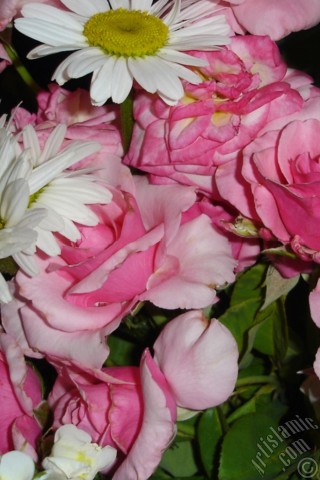 A mobile wallpaper and MMS picture for Apple iPhone 7s, 6s, 5s, 4s, Plus, iPods, iPads, New iPads, Samsung Galaxy S Series and Notes, Sony Ericsson Xperia, LG Mobile Phones, Tablets and Devices: A bouquet consisting of rose, daisy and snapdragon flowers.
