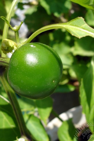 A mobile wallpaper and MMS picture for Apple iPhone 7s, 6s, 5s, 4s, Plus, iPods, iPads, New iPads, Samsung Galaxy S Series and Notes, Sony Ericsson Xperia, LG Mobile Phones, Tablets and Devices: Sweet Pepper plant growed in the pot.
